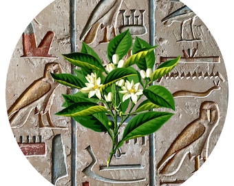 Neroli Essential Oil Egypt Egyptian Citrus aurantium amara Pure Fine Orange Blossom Authentic Aromatherapy Natural Flower Perfume Perfumery