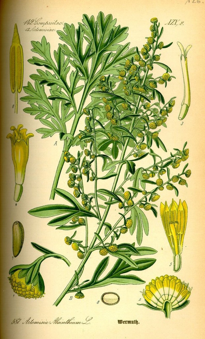 Wormwood essential oil Wild USA High quality Artemisia absinthium L., fam. Asteraceae Compositae Flowering Tops Steam distilled image 2