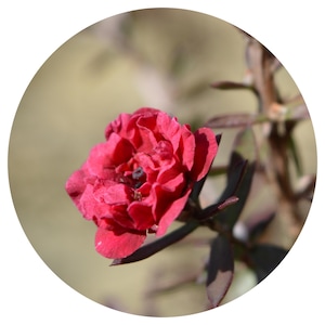 May include: A single, deep red flower with ruffled petals blooms on a thin stem with dark green leaves.