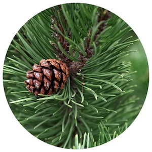 May include: A close-up of a pine tree branch with a brown pine cone. The needles are green and the cone is textured.