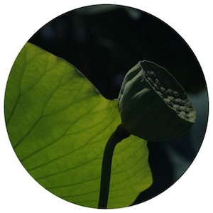 Blue Lotus Seed CO2 Extract from Organic Seeds of Nelumbo Nucifera Supercritical Extraction 100% Natural