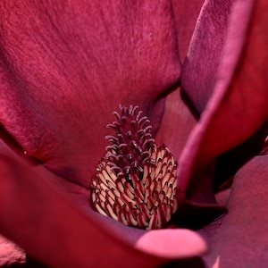 Red Champa Absolute Pure Rare Luscious Fruity Fine Exotic Natural India Perfumery Perfume Magnolia champaca Champak