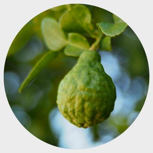 Bergamot etherische olie FCF Citrus aurantium var. bergamia Biologisch bergapteenvrij Therapeutische aromatherapie Natuurlijk parfum Keulen Parfumerie