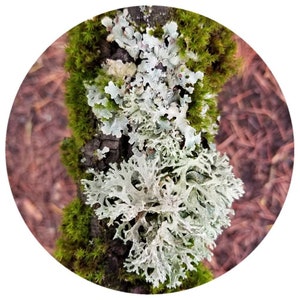 French Oakmoss Absolute 50% Evernia prunastri in organic alcohol Oakmoss Absolute approved for use by IFRA oak moss essential oil cologne