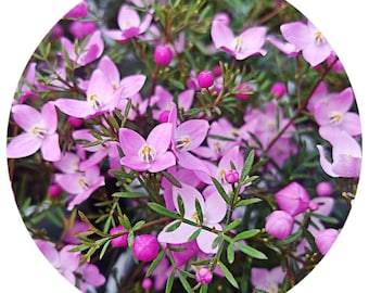 Boronia Perfumers Absolute en alcohol orgánico Aceite orgánico de megastigma Australia Aromaterapia Perfume difuso Perfumería Perfume con aroma natural