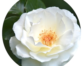 Rose Absolute WHITE Rare Rosa alba Oil Pure Organic Bulgarian Bulgaria Kazanlak Valley of the roses Rosa x alba