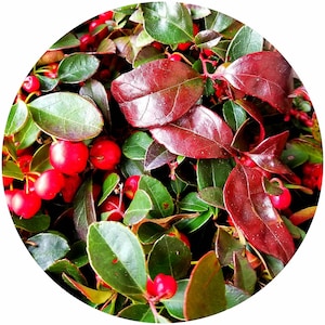 Wintergreen Essential Oil (Gaultheria procumbens) Nepal Rare Wildharvested 100% Pure REAL  Aromatherapy Winter green