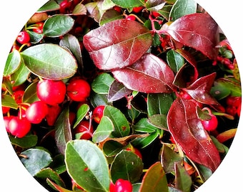 Wintergreen Essential Oil (Gaultheria procumbens) Nepal Rare Wildharvested 100% Pure REAL  Aromatherapy Winter green