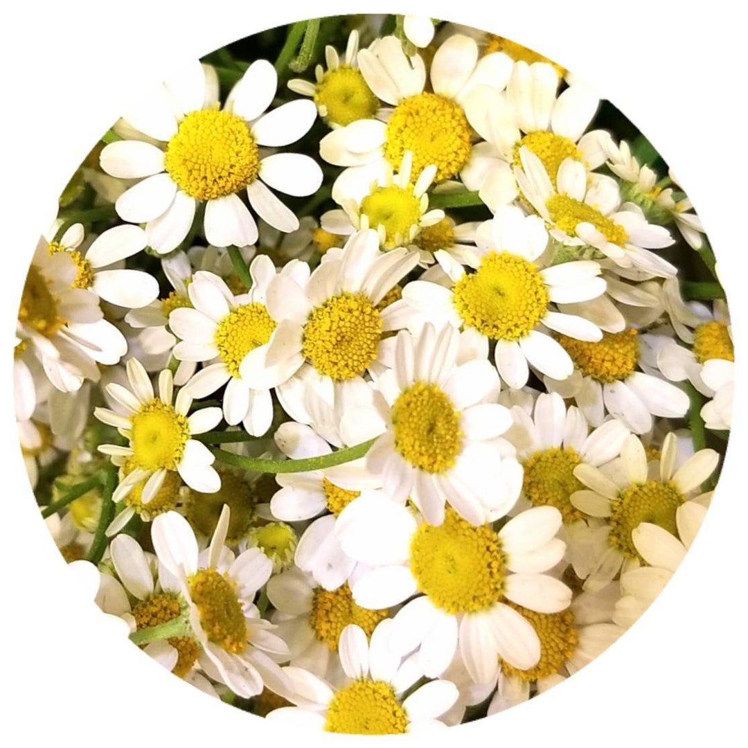 Magliette camomilla 2019 sale