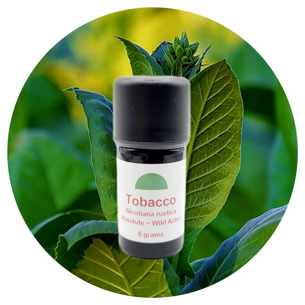 Tobacco Absolute Rare Nicotiana Rustica Type Aztec Wild Natural Perfumery Perfume