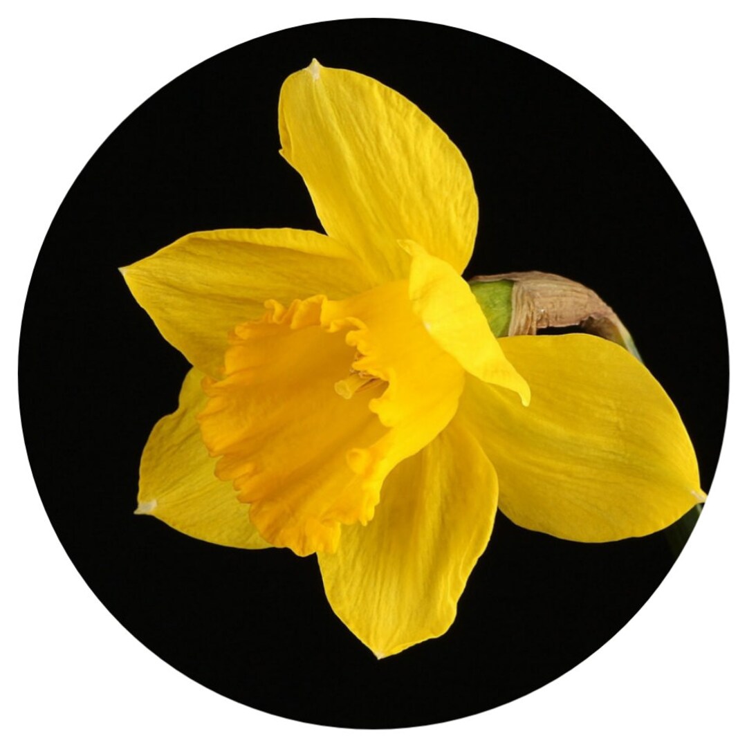 Jonquil Absolute RARE Narcissus Jonquilla Grasse France Perfumery