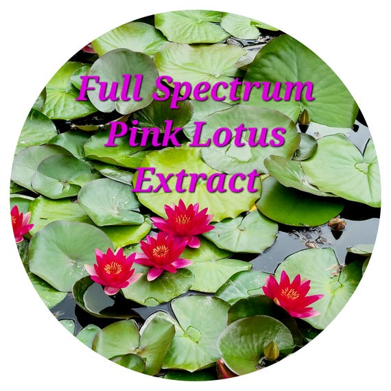 Pink Lotus FULL SPECTRUM Flower Absolute Oil CO2 Extract Nelumbo nucifera Real India Rare Organic Chemical Free High Grade