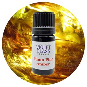Olio essenziale di ambra di pino Pinus monophylla Resina invecchiata raccolta spontaneamente da legno di pino Pinus appena caduto