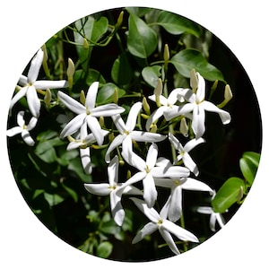 Jasmine Auriculatum Absolute India Sacred Jui Rare 100% Pure Jasminum Molle Juhi Aromatherapy Natural Perfume Parfum Perfumery