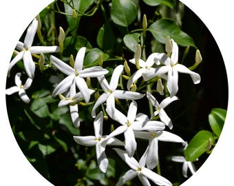 Jasmine Auriculatum Absolute India Sacred Jui Rare 100% Pure Jasminum Molle Juhi Aromatherapy Natural Perfume Parfum Perfumery