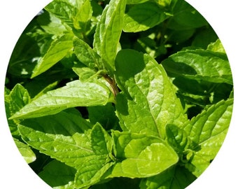 Aceite esencial de menta piperita orgánico (Mentha piperita) Aceite esencial orgánico