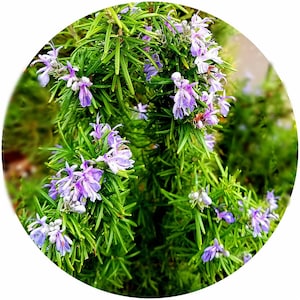 Organic Rosemary Essential oil Rosmarinus officinalis France Aromatherapy High Quality Pure Skincare