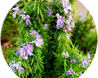 Organic Rosemary Essential oil Rosmarinus officinalis France Aromatherapy High Quality Pure Skincare