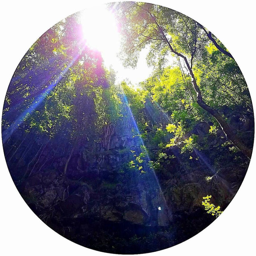 Eaglewood Essential Oil Aetoxylon Sympetalum White Oud Agarwood Steam