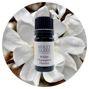 White Champaca FLOWER Essential oil Michelia alba Wild Steam distilled pure joy perfume tree pak lan champa magnolia natural perfumery India