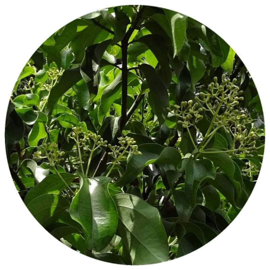 Huile Essentielle Sugandha Kokila (Cinnamomum Glaucescens) Bio Oshadhi 5 Ml - Neuf