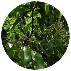 Sugandha Kokila (Cinnamomum glaucescens) Wildcrafted Essential Oil