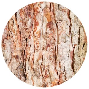 Cedarwood Essential Oil, Atlas (Cedrus atlantica) Organic Essential Oil woody wood note perfume perfumery aromatherapy natural cedar oil