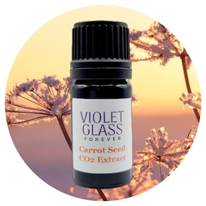 以下が含まれることがあります： 黒いキャップが付いた、小さな濃い紫色のガラス瓶。「VIOLET GLASS FOREVER」と「Carrot Seed CO2 Extract」と書かれたラベル。背景には、柔らかい黄金色の夕焼けと霜の降りた植物が写っています。