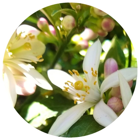 Foto de Neroli orange blossom essential oil in bottle. Fresh white