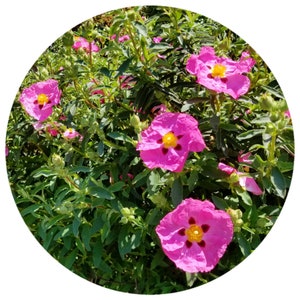 Rock Rose absolute Spain Cistus ladaniferus Spanish Natural Perfume Perfumers Fixative Perfumery Base Note Ambery amber note labdanum