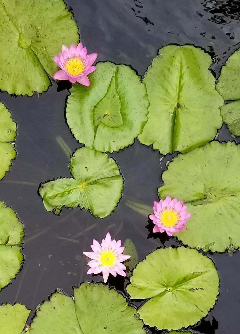 Op de afbeelding: Roze waterlelies met gele centra bloeien op groene waterleliebladeren in een vijver.