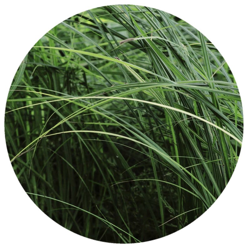 May include: A close-up view of vibrant green grass blades, some with thin white stripes, creating a dense, textured background. The image is a circular crop, focusing on the natural details of the plant life.