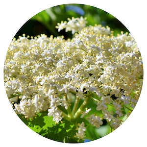 ElderFlower ESSENTIAL OIL Organic Bulgaria Sambucus nigra Elder flower Perfume scent perfumery material warm floral Fruity Herbaceous