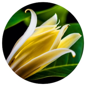Champaca Flower CO2 Total Extract Gold Yellow Michelia champaca pure joy perfume tree pak lan champa magnolia natural perfumery India