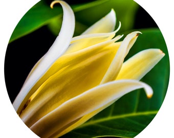 Extrait total de CO2 de fleur de champaca jaune d'or Michelia champaca pure joie arbre à parfum pak lan champa magnolia parfumerie naturelle Inde
