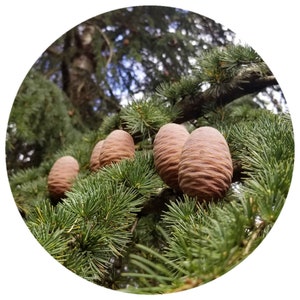 Templin Fir Cone and Resin essential oil Abies alba Co distillation