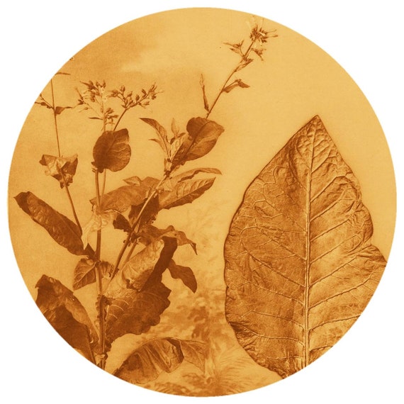 Tobacco Absolute (nicotiana Tabacum) Nicotine and Hexane Free Fine Blonde  Bulgarian Absolute