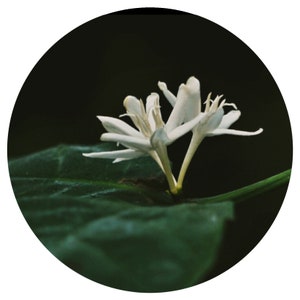 コーヒーノキアブソリュートオイル Coffea robustam 花 希少香水 香水
