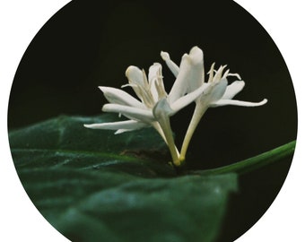 Coffee Blossom Absolute Oil Coffea robustam Flower Rare Perfume Perfumery