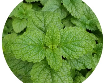 Organic Melissa essential oil Pure Potent (Melissa officinalis) Organic Lemon Balm Steam distilled Natural self care