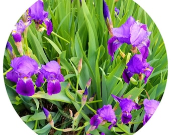 Orris Root CO2 SELECT Extract 15% irone Organic Morocco Orris Root essential oil CO2 Extract perfume fixative powdery scent violet like