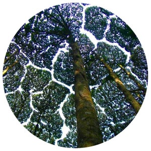 Borneo Camphor Essential oil RARE TRUE aromatherapy Long Nao Dryobalanops aromatica tree Sumatran camphor Malay Kapur