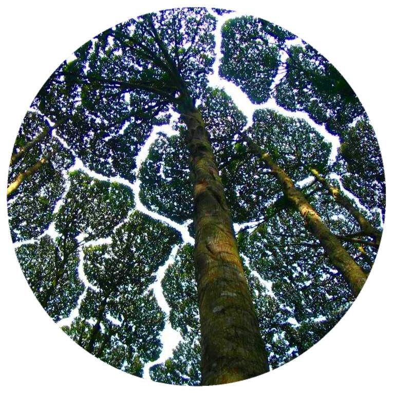 Borneo Camphor Essential Oil Rare True Therapeutic Etsy