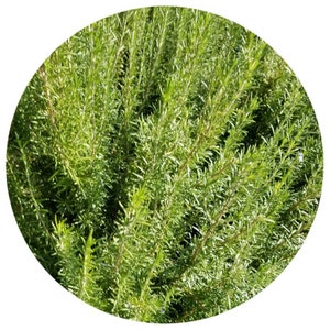 Organic Rosemary Verbenone Essential Oil (Rosemarinus officialis verbenone) Organic Essential Oil