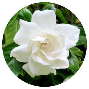 Gardenia Otto Essential Oil Pure Hydro distilled Organic Jasminoides Natural Perfume Perfumery Hydrodistilled Rare Limited Edition 2024