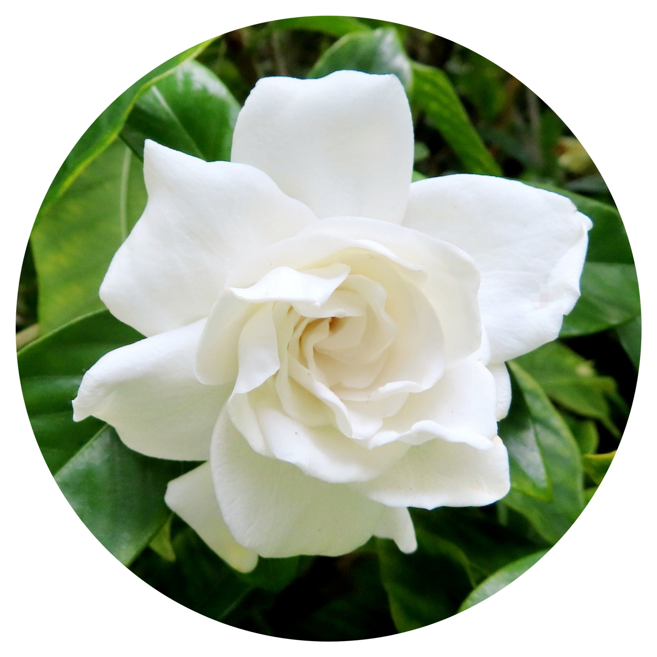 Gardenia Otto Essential Oil Pure Hydro distilled Organic Jasminoides Natural Perfume Perfumery Hydrodistilled Rare Limited Edition 2024