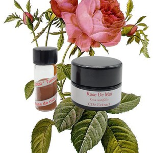 Rose de Mai Organic CO2 Extract Absolute (Rosa centifolia) Rose Maroc Natural Perfume Perfumery Skincare Provence Rose blossom image 2