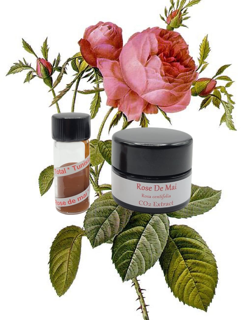 Rose de Mai Organic CO2 Extract Absolute (Rosa centifolia) Rose Maroc Natural Perfume Perfumery Skincare Provence Rose blossom image 2