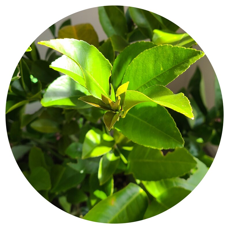 Pu&ograve; includere: Primo piano di una pianta verde a foglie con una nuova crescita al centro. Le foglie sono di un verde brillante e hanno una finitura lucida.