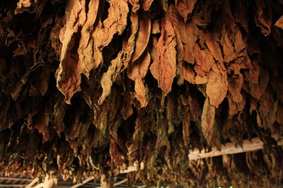 bulgarian tobacco absolute Tobacco Absolute (Nicotiana tabacum) Nicotine and Hexane Free Fine Blonde  Bulgarian absolute